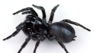 Australia Zoo Needs Help From Public To Catch Poisonous Spiders