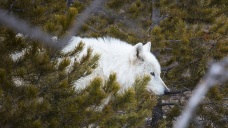 Illegal Shooting of Rare White Wolf in Yellowstone National Park Causes Public Uproar; Reward for Information Rises to $10,000