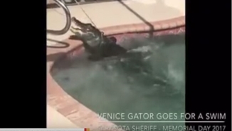 Chilling Out? Huge Alligator Hangs Out In A Florida Family Pool